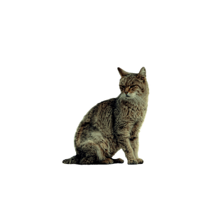 A Calm Tabby Cat Sits On An Urban Wall, Captured In Soft Focus With A Warm Tone. 14066 - Cat PNG image with transparent background